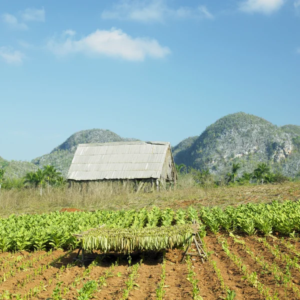 タバコの収穫、ピナール ・ デル ・ r — ストック写真
