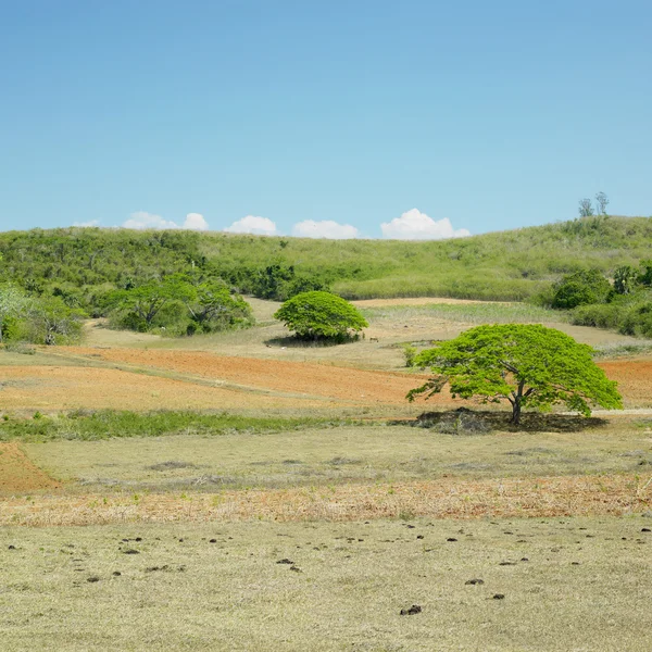 stock image Pinar del R