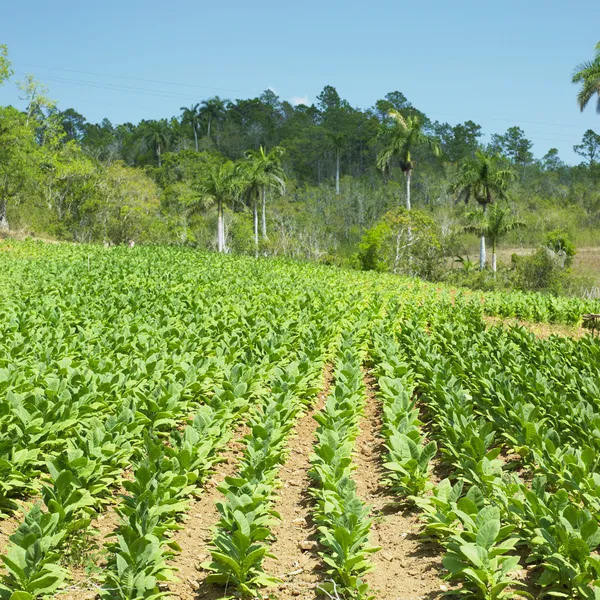 Tobakksfelt, Pinar del R – stockfoto