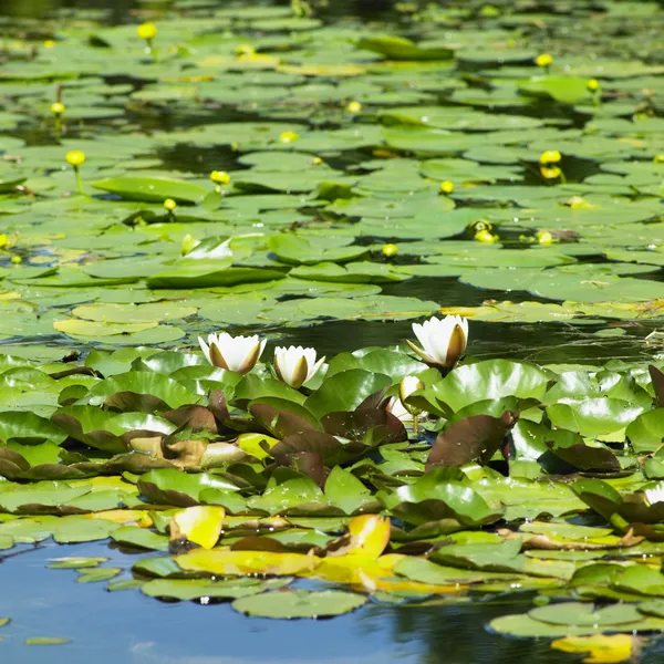 stock image Water-lilies