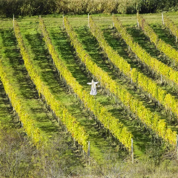 Wijngaarden, Tsjechië — Stockfoto