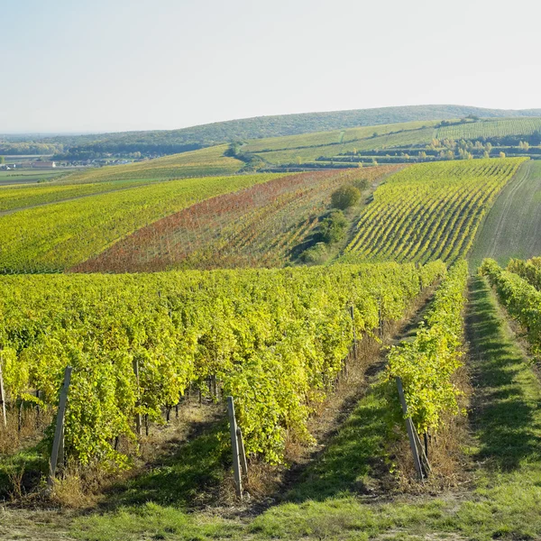 Виноградник, Палава, Чешская Республика — стоковое фото