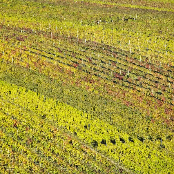 Wijngaarden in velke bilovice regio, Tsjechië — Stockfoto