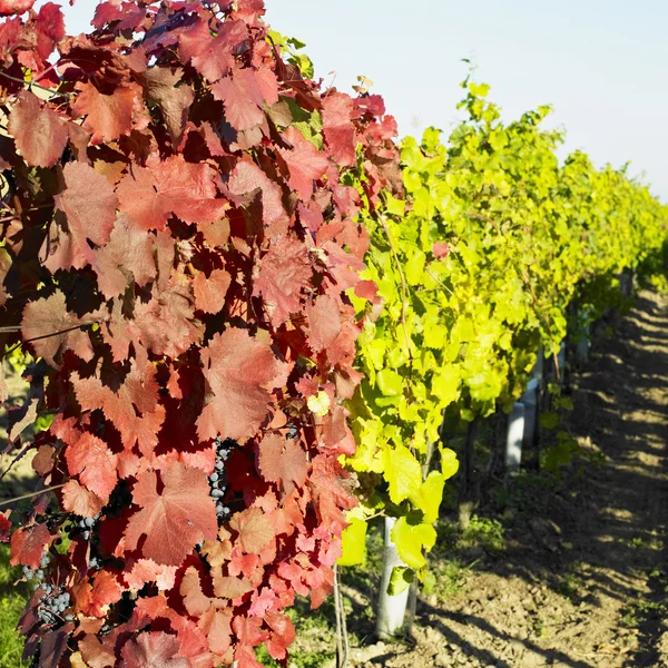 Grapevines in vineyard — Stock Photo, Image