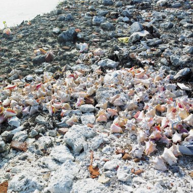 deniz kabuklarını, cayo sabinal, Camagüey Eyaleti, Küba