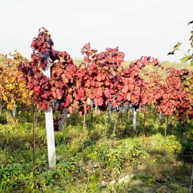 Grapevines in vineyard, Czech Republic clipart