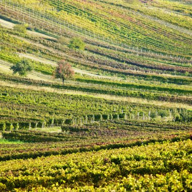 Vineyards in Cejkovice region, Czech Republic clipart