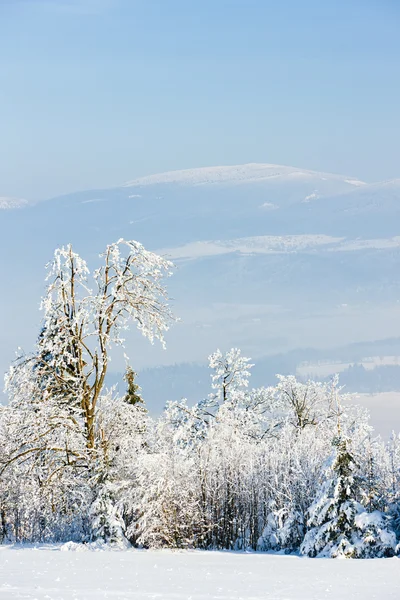 Montagnes Jeseniky en hiver — Photo