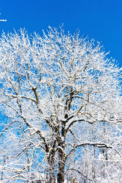 Vinterträd — Stockfoto