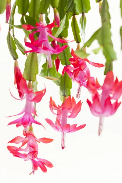 stock image Christmas cactus