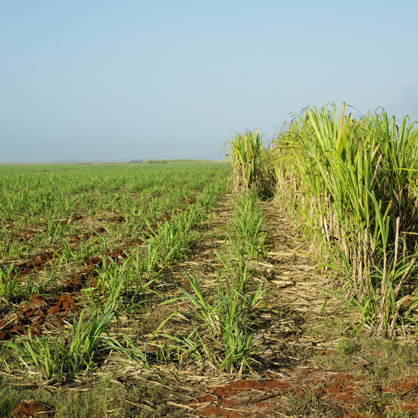 Сахарный тростник

