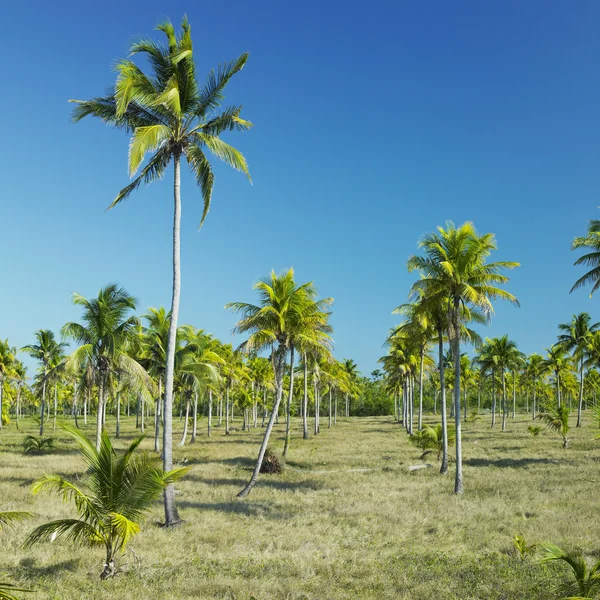 Parque nacional desembarco del granma, provincii granma, Kuba — Stock fotografie
