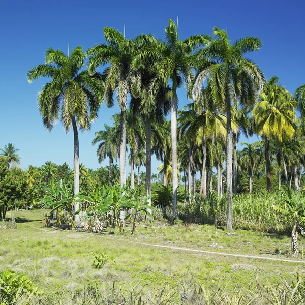 Parque flora de nacional de humboldt, guant — Fotografia de Stock
