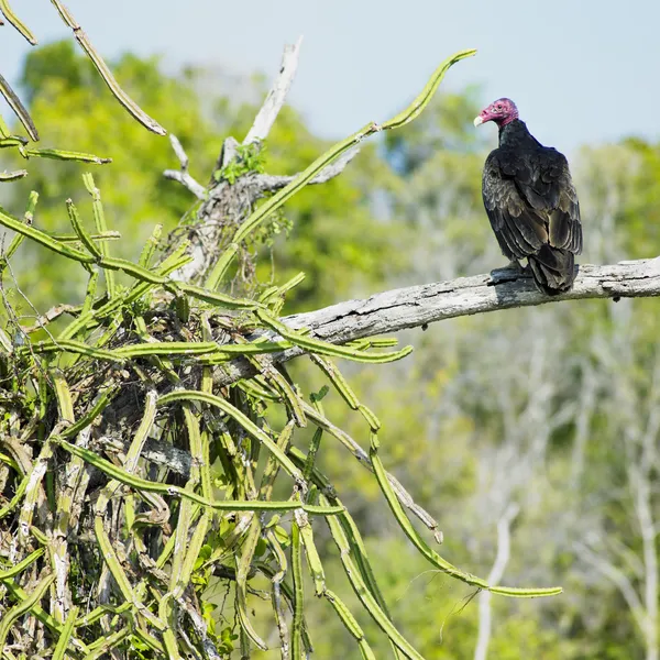Хищная птица, Каё-Сабинал, провинция Камагуэй, Куба — стоковое фото