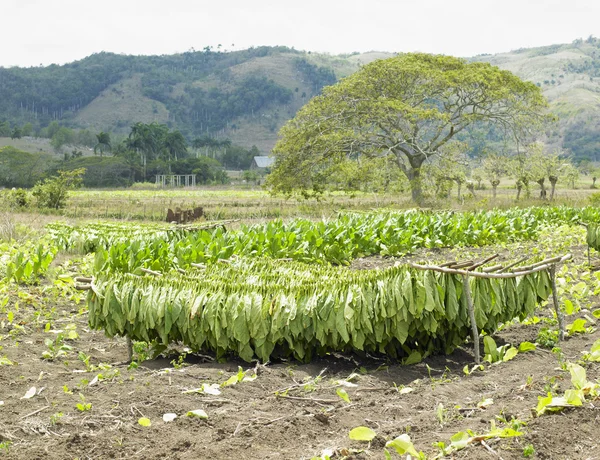 シエゴ ・ デ ・ タバコ収穫 — ストック写真