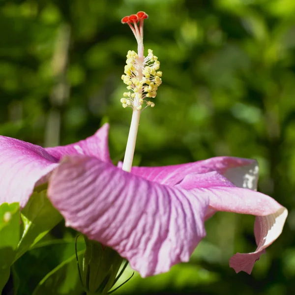 Hibiscus, Orquideario Soroa, Pinar del R — Stock Photo, Image