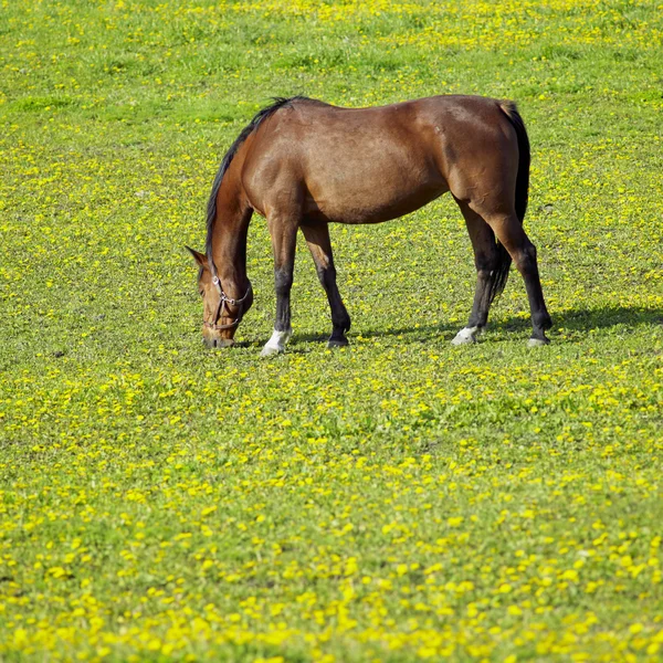草原馬 — ストック写真