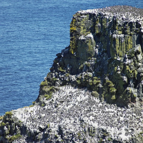 Rathlin Adası — Stok fotoğraf
