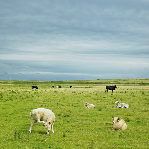Krávy, parmice poloostrov, county mayo, Irsko — Stock fotografie