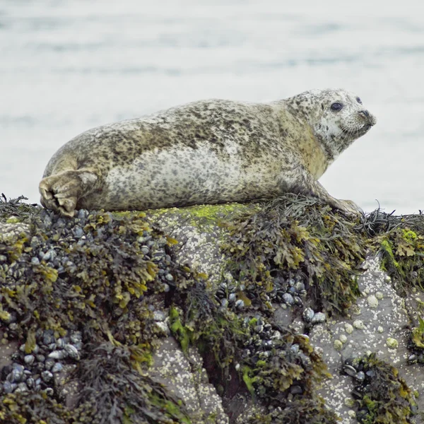 Robben in der Bantry Bay — Stockfoto