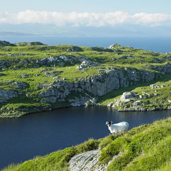 羊 ' s 头半岛、 爱尔兰科克郡， — 图库照片