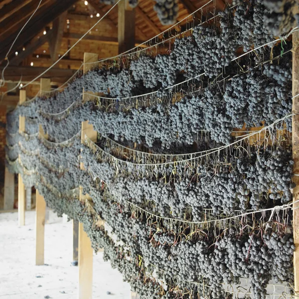 Grapes drying for straw wine — Stock Photo, Image