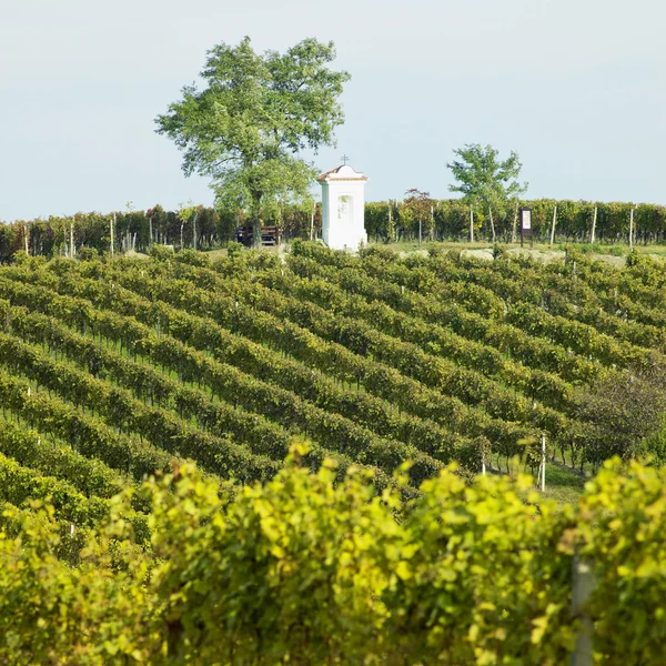 Виноградник, Южная Моравия, Чешская Республика — стоковое фото