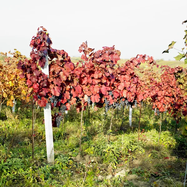 Winorośl w winnicy, Republika Czeska — Zdjęcie stockowe