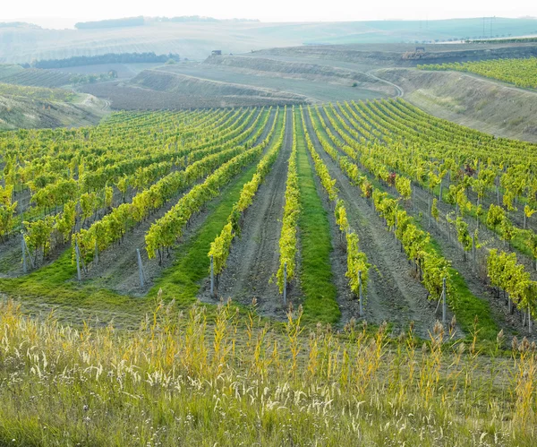 stock image Vineyard Ulehle, Czech Republic