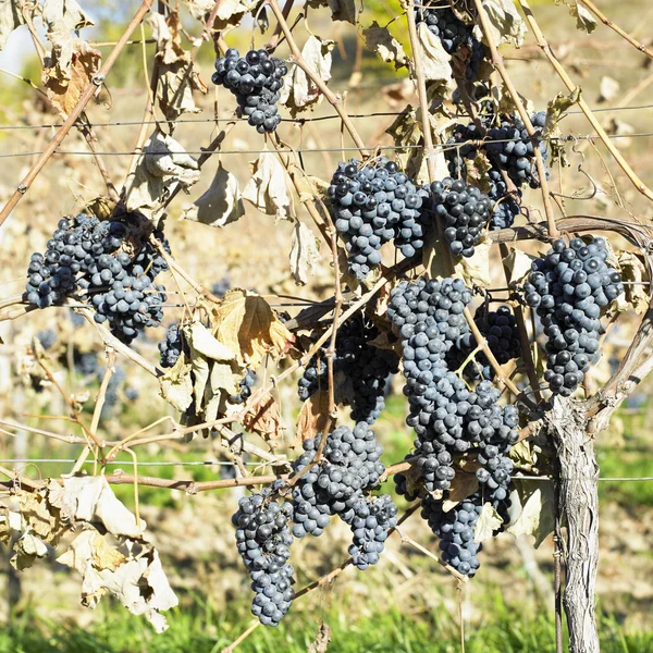 Vinrankor i vingården — Stockfoto