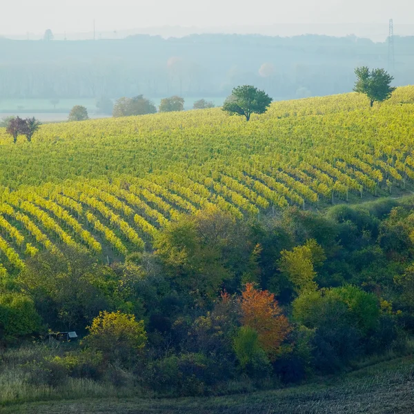 Vineyard Jecmeniste, Czech Republic — Stock Photo, Image