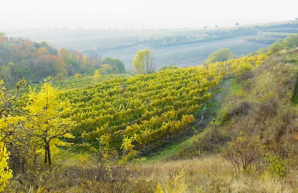 Vineyard Jecmeniste, République tchèque — Photo