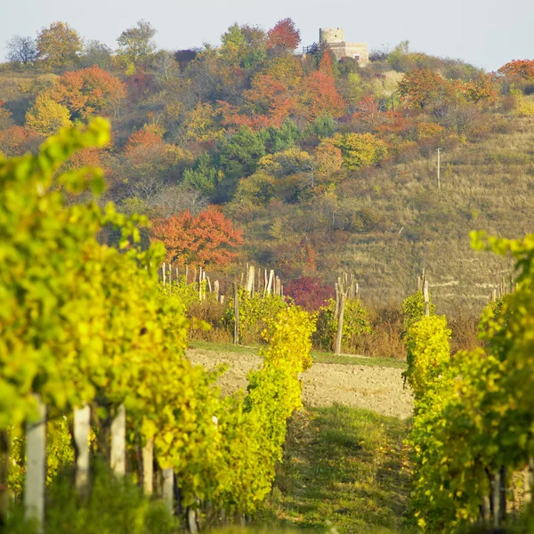 Виноградник Jecmeniste, замок Лампельберг, Чехия — стоковое фото