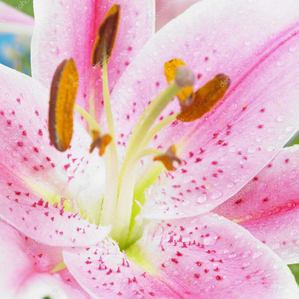 Detail of lily