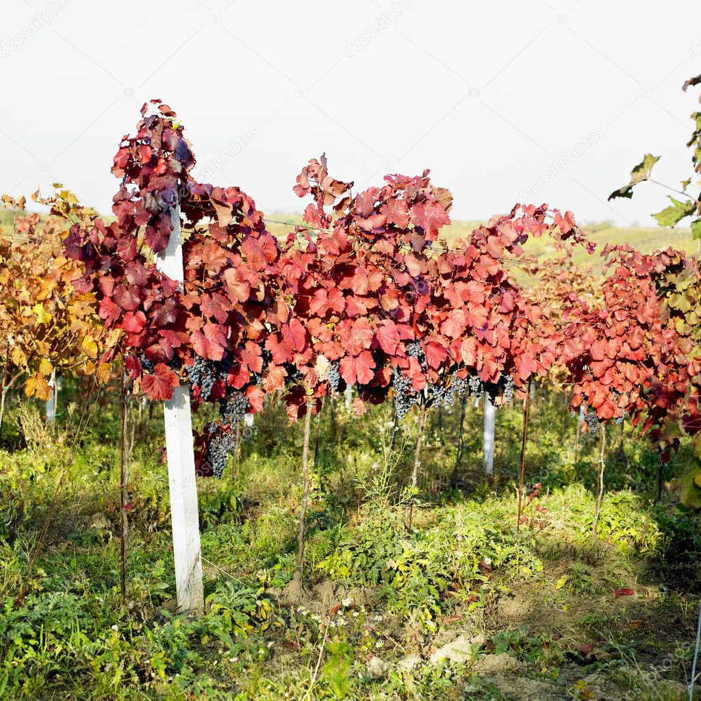 Grapevines in vineyard, Czech Republic