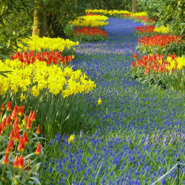 Keukenhof bahçeleri