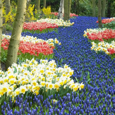 Keukenhof bahçeleri