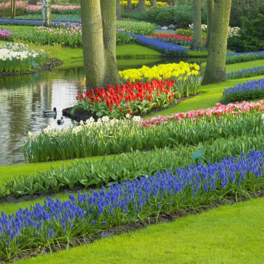 Keukenhof bahçeleri