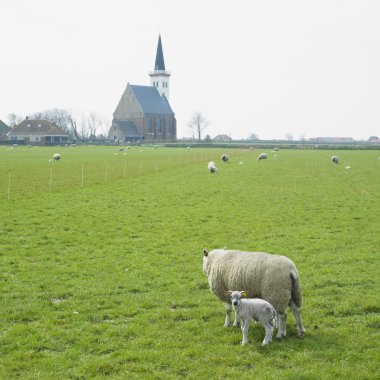 koyun kuzu, den hoorn, texel ada, Hollanda