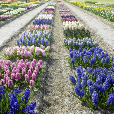 Bahçe, Hollanda