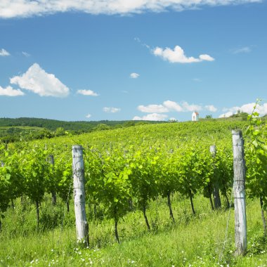 Vineyard yakınındaki hnanice, bölge znojmo, Çek Cumhuriyeti