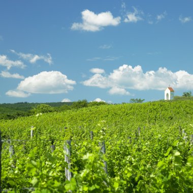 Vineyards, Czech Republic clipart