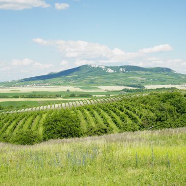 üzüm bağları, Çek Cumhuriyeti