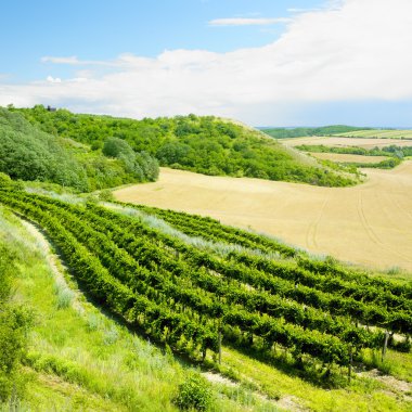 Vineyard, Eko Hnizdo, Czech Republic clipart