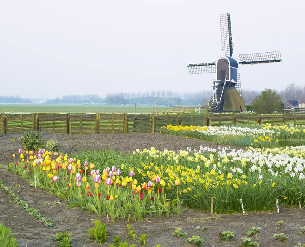 Moinho de vento com tulipas e narcisos — Fotografia de Stock