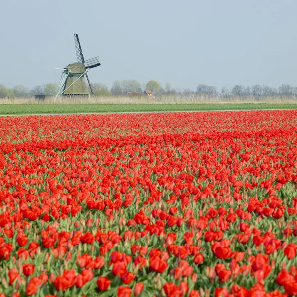 Wiatrak z pola tulipanów — Zdjęcie stockowe
