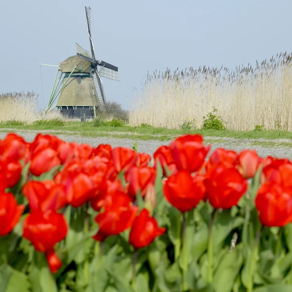 Moulin à vent avec champ de tulipes — Photo