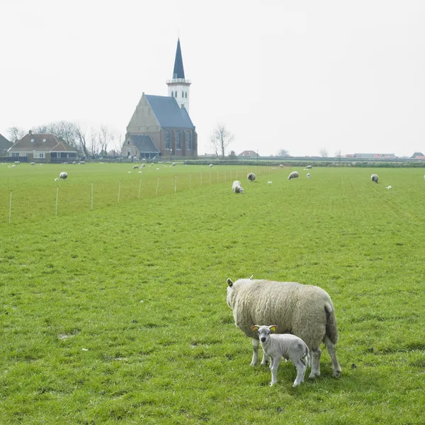 Ovce s jehněčím, den hoorn, ostrov texel, Nizozemsko — Stock fotografie