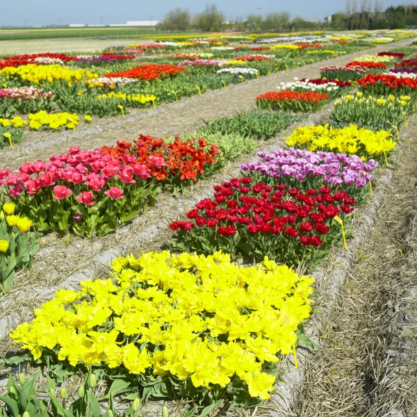 Garden, Paesi Bassi — Foto Stock