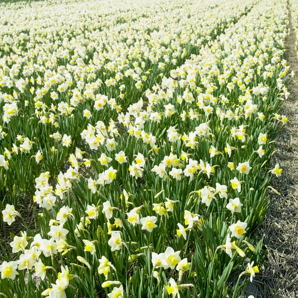 Daffodil field — Stock Photo, Image